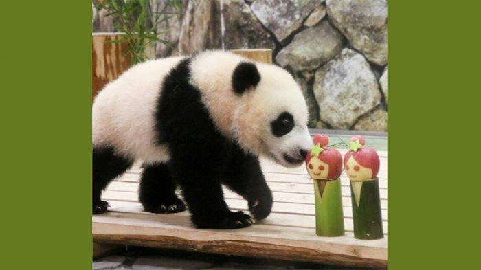 Misteri Jempol Palsu Fosil Panda Tentang Transisi Dari Karnivora Ke Vegetarian Akhirnya Terungkap.