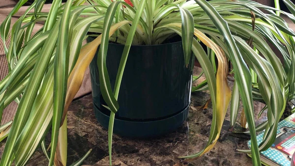 Why Is My Spider Plant Turning Yellow, Berikut Cara Merawatnya
