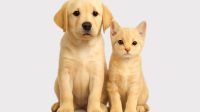 Toko Petshop Terdekat